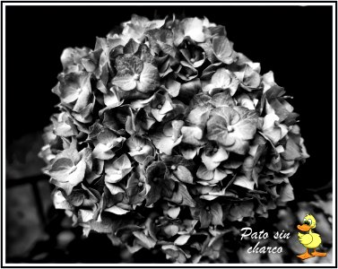 Hortensia
