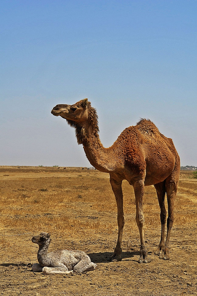 Desert animals kid mother and child