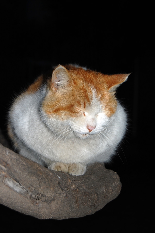 Kitty persian cat tabby cat