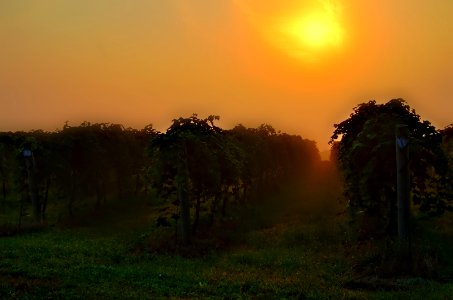 The Grapes of Fog photo