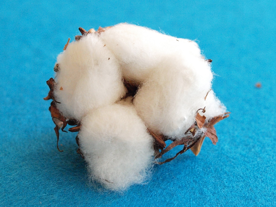 Cotton flower wool white blossom
