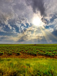 Viñedos