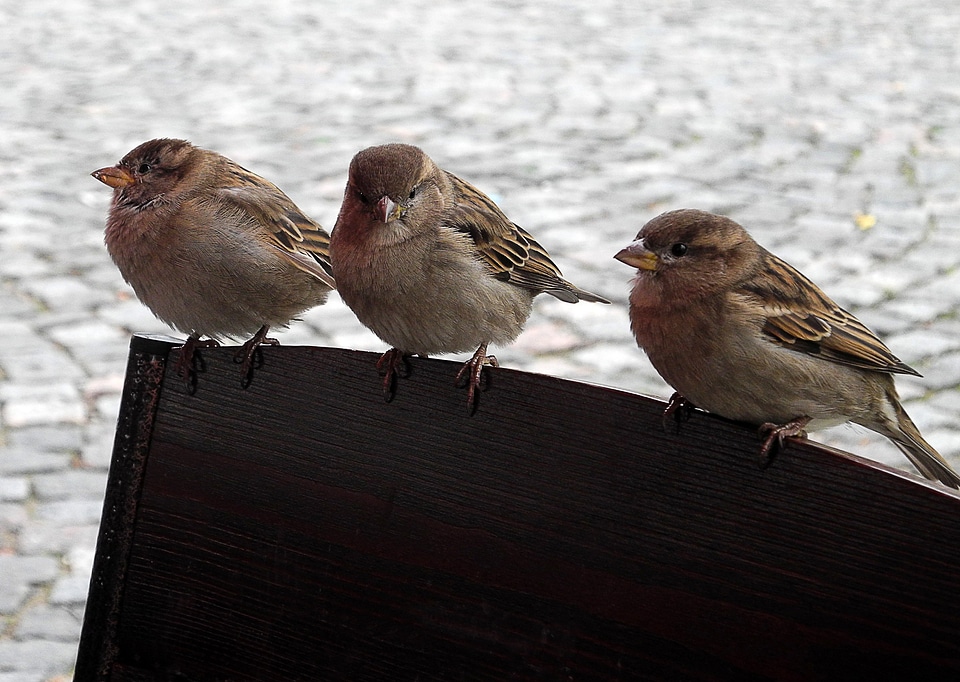 Nature feathered race bird