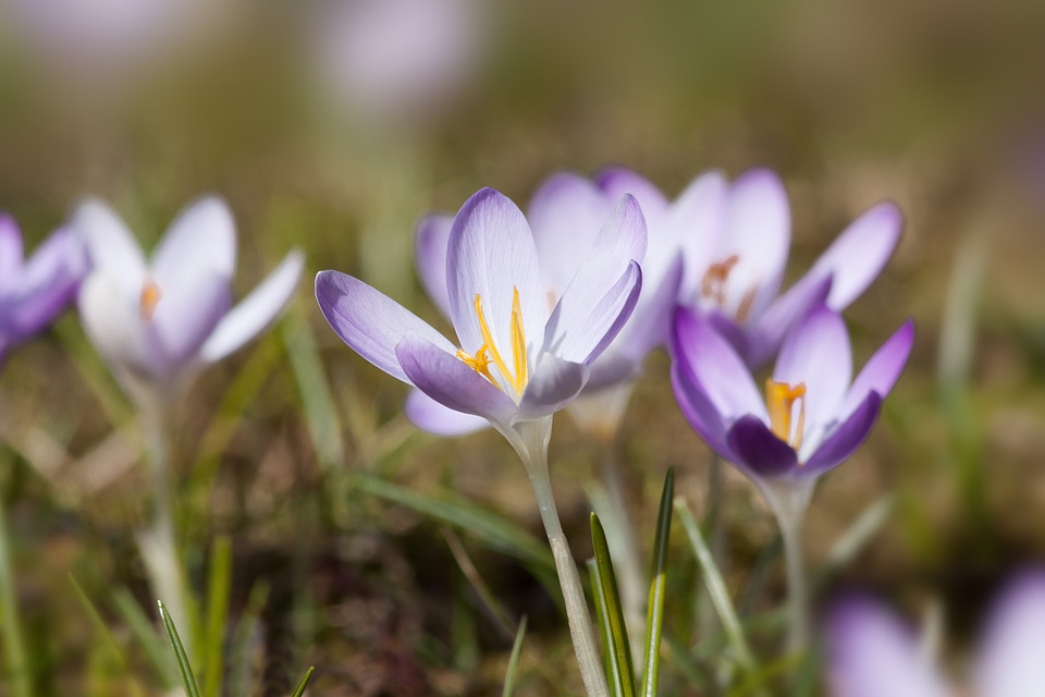 Spring crocus flower blossom