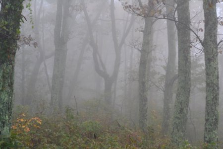 Foggy Appalachian Forest - DSC 0170