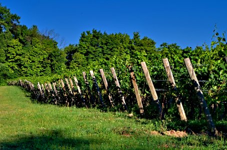 Morning in the Vineyard