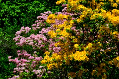 Flame Azalea and Pinkster blooming at the Peaks of Otter Visitor Center Milepost 86 5-13-14