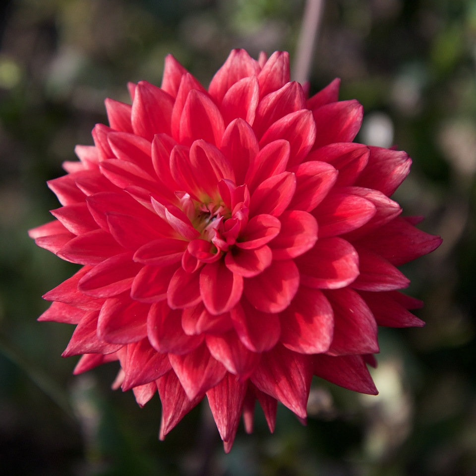 Flower red dahlia