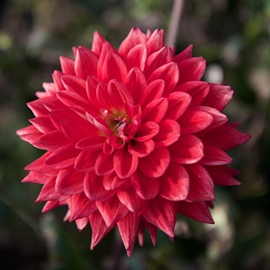 Flower red dahlia