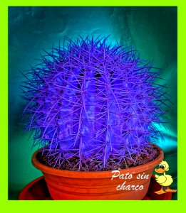 De los captus y sus colores