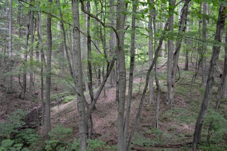 Eastern Forest Interior photo