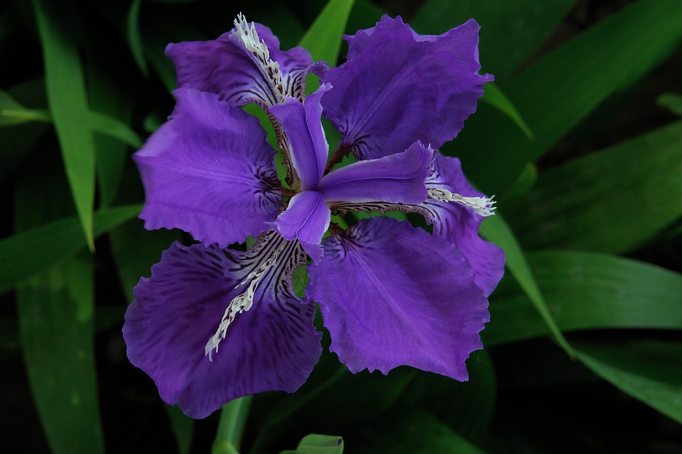 Purple flower iris flowering