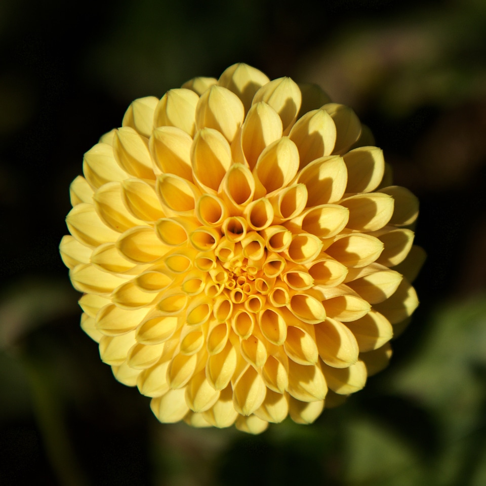Flower yellow dahlia