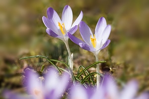 Spring crocus flower blossom photo