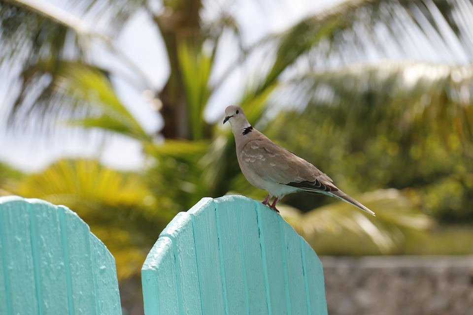 Dove of peace dove day