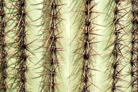 Saguaro cactus. NPS photo.59