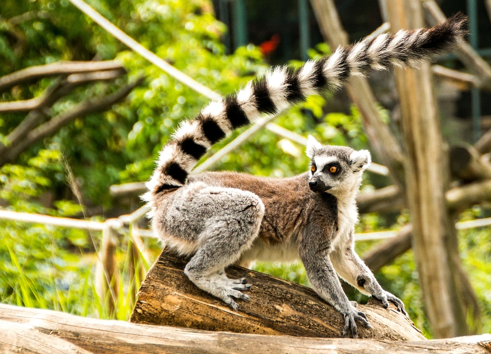 Face madagascar zoo