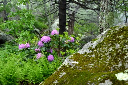 Rhododendron Blooming near Thunder Ridge Overlook Blue Ridge Parkway Milepost 74 photo