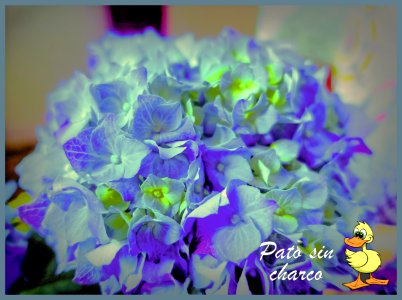 Hortensia en flor
