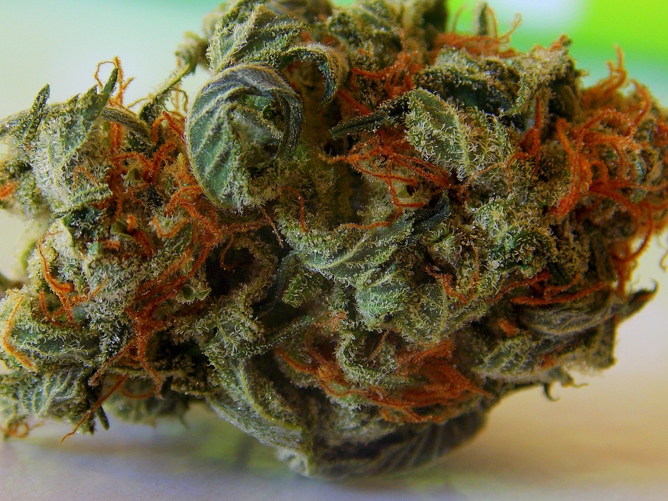 Bud high beauty
