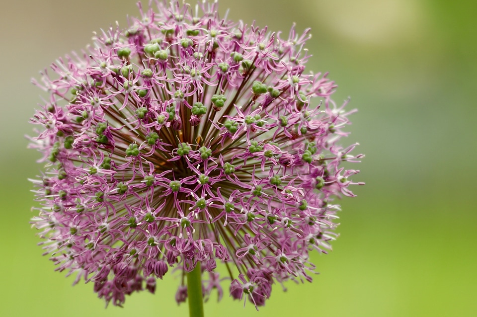 Bud violet round