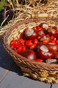Rosehips chestnut autumn