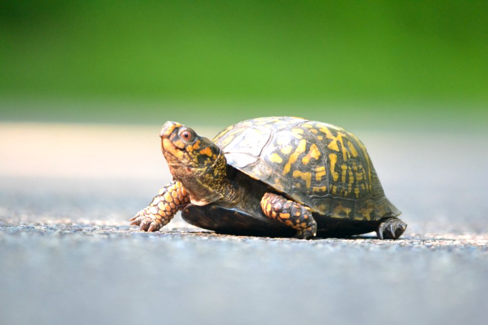 Eastern Box Turtle crossing the Parkway Motor Road - Give Him A Brake