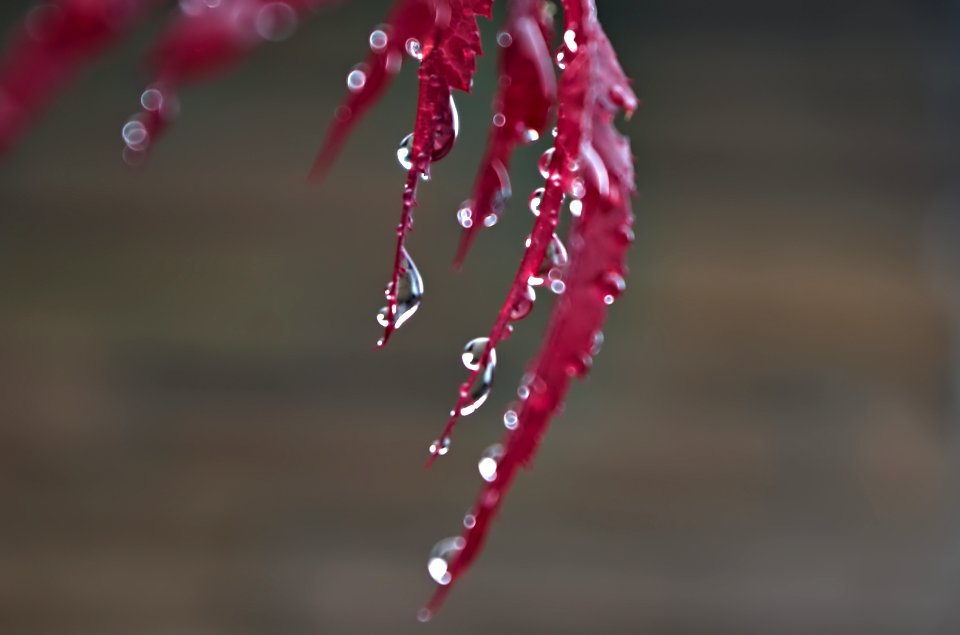 June's April Showers