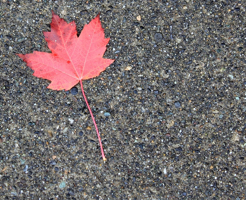 Red fall tree