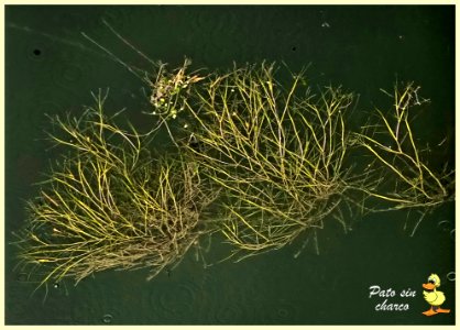 Decoracion flotante