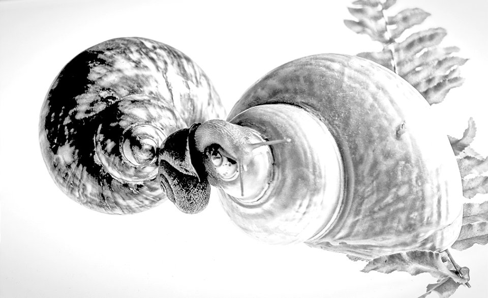 De caracoles y caracolas