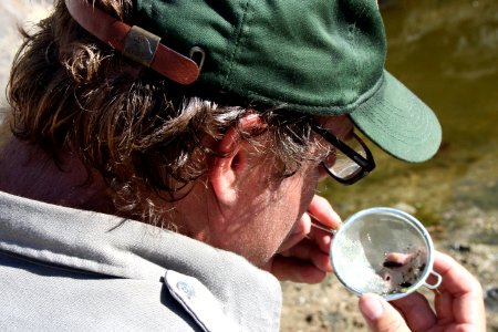 Ecologist Evan Gwilliam examines aquatic insects. Photo by NPS/Todd M. Edgar.