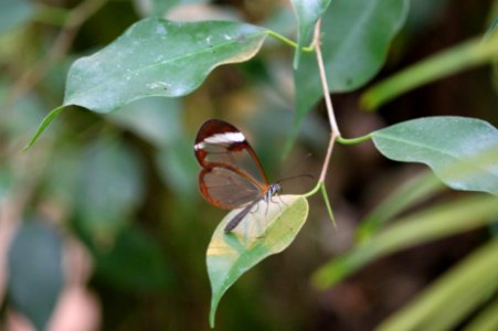 Schmetterlinge im Maxipark Hamm