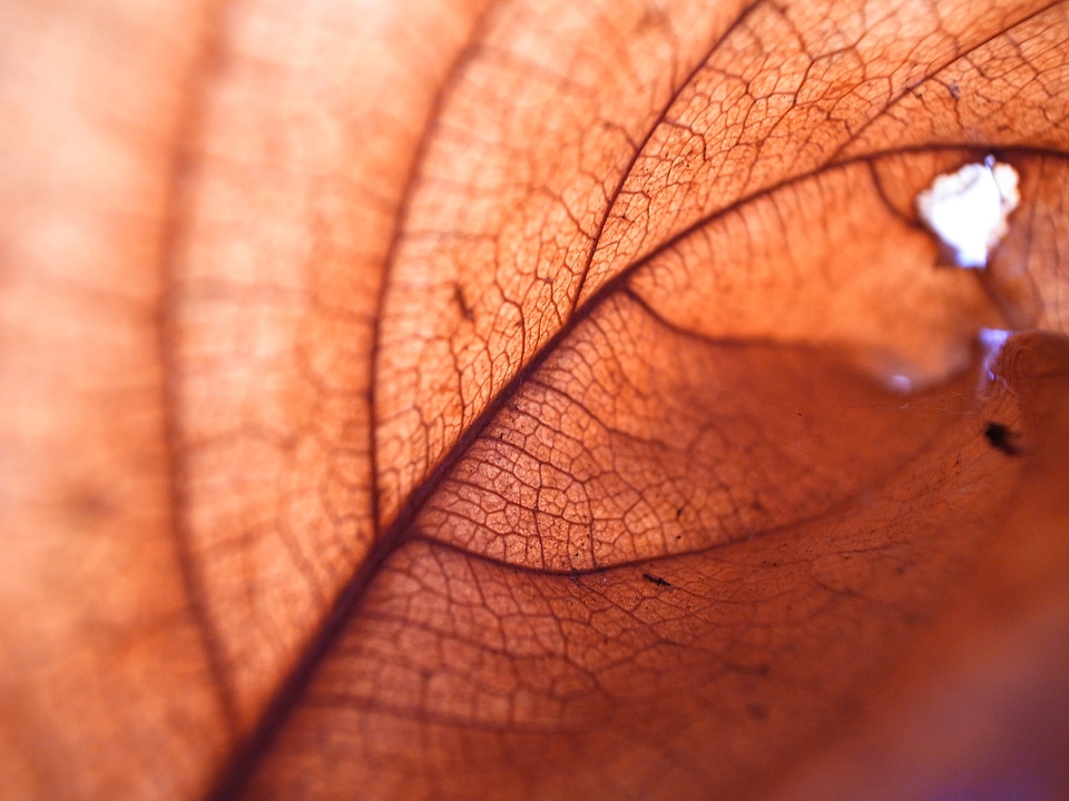 Autumn structure texture