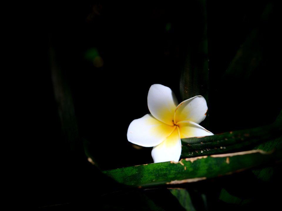 Hoa Sứ