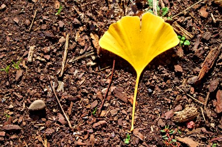 One Lonely Ginko
