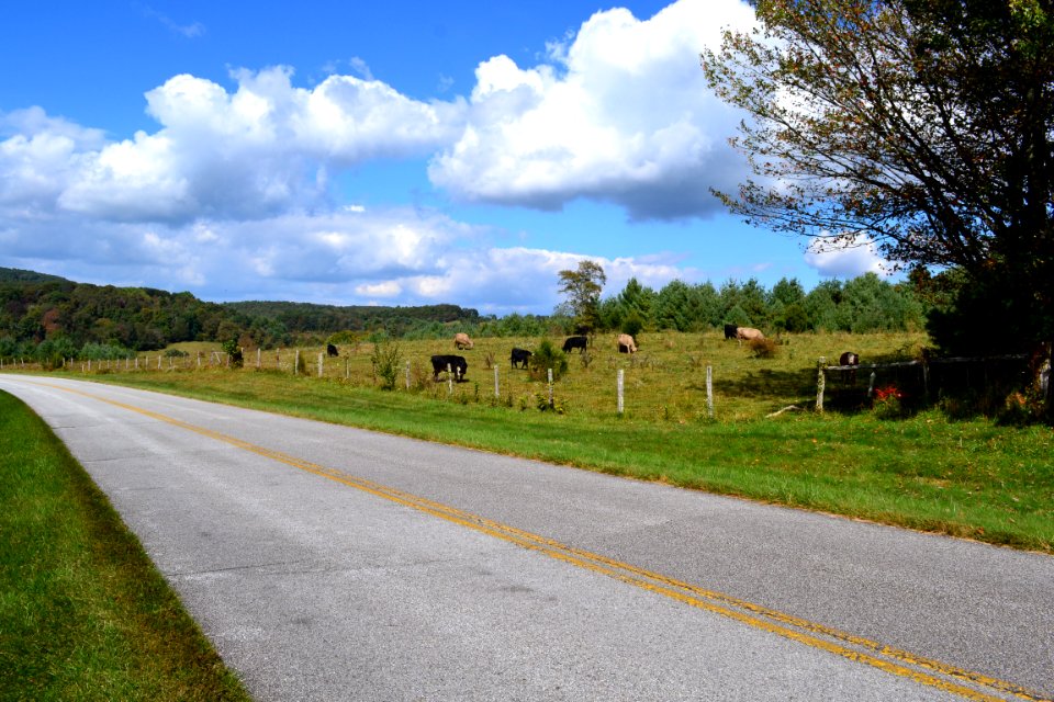 Agricultural Lease cows along the Blue Ridge Parkway Oct 2013