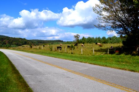 Agricultural Lease cows along the Blue Ridge Parkway Oct 2013 photo