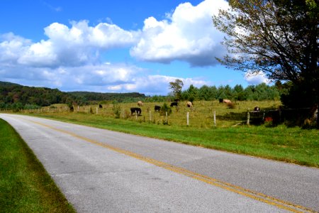 Agricultural Lease cows along the Blue Ridge Parkway Oct 2013