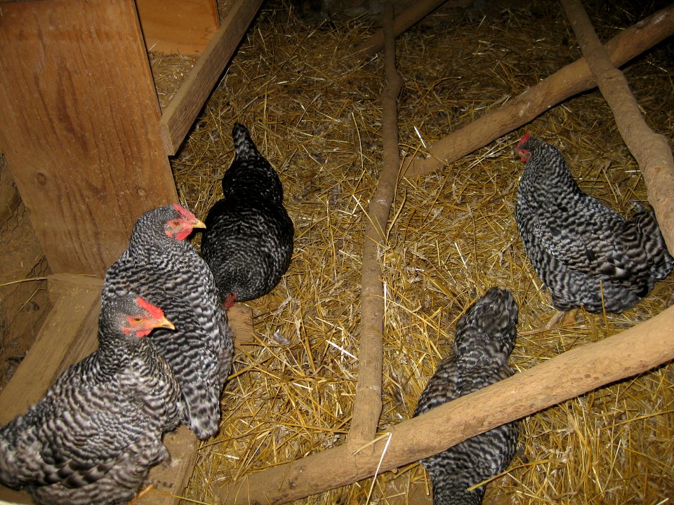 Dominique chicken at Humpback Rocks NPS Photo PH