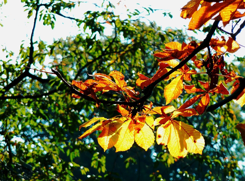 Freshly fallen fall leaves autumn