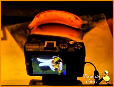 Camara pela platanos