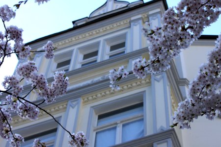 Iserlohn - Chinese sour cherry tree