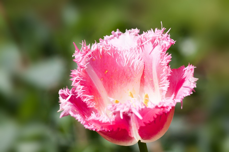 Flower schnittblume blossom
