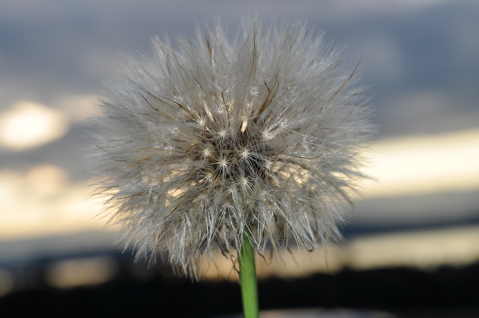 Meadow withered dandelion number nature