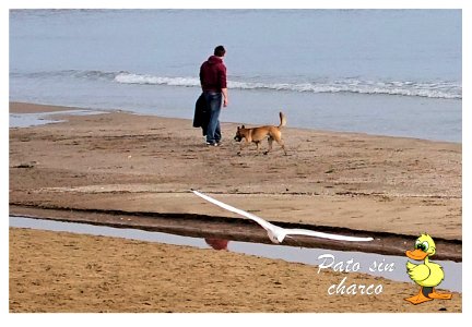 Animalitos a pie de playa