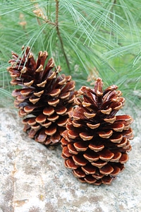 Pine decoration cone