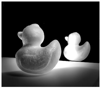La noche del pato blanco