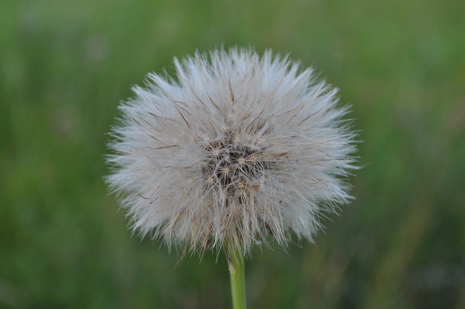 Meadow withered dandelion number nature