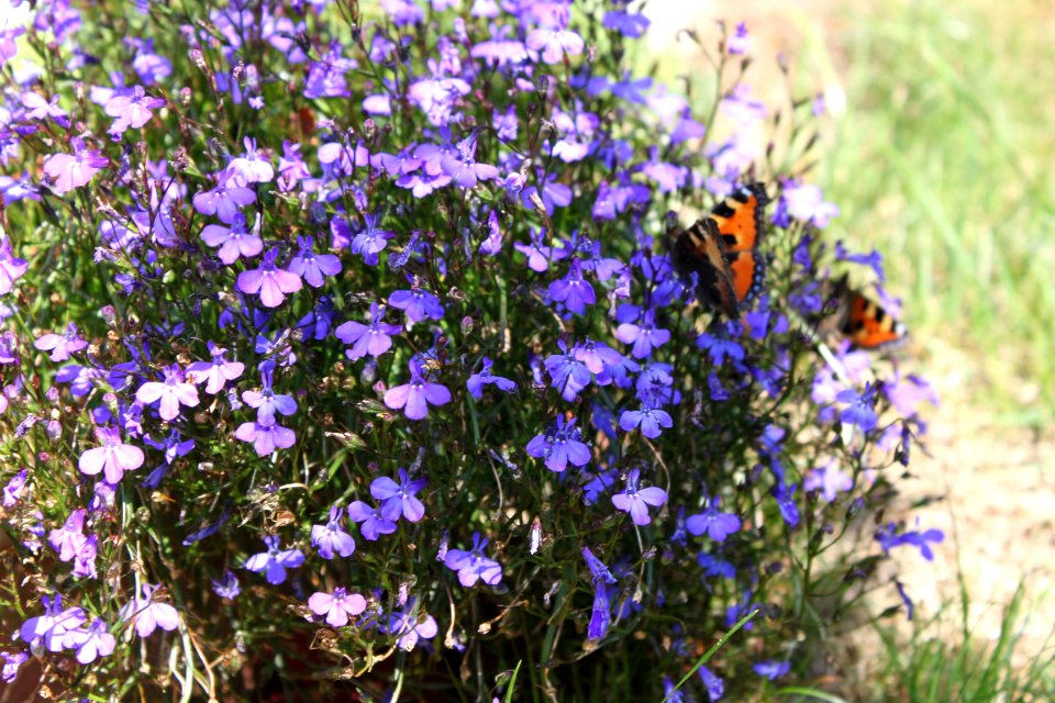 Butterflies on bird-eye